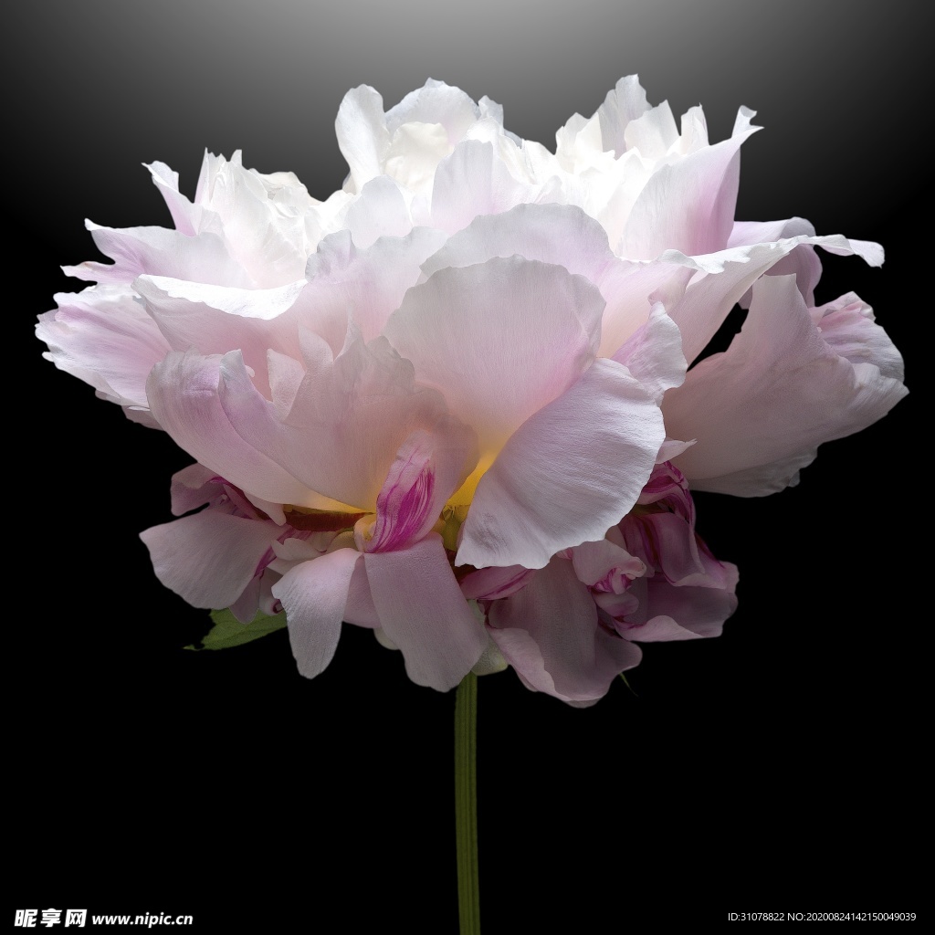 鲜花摄影图片