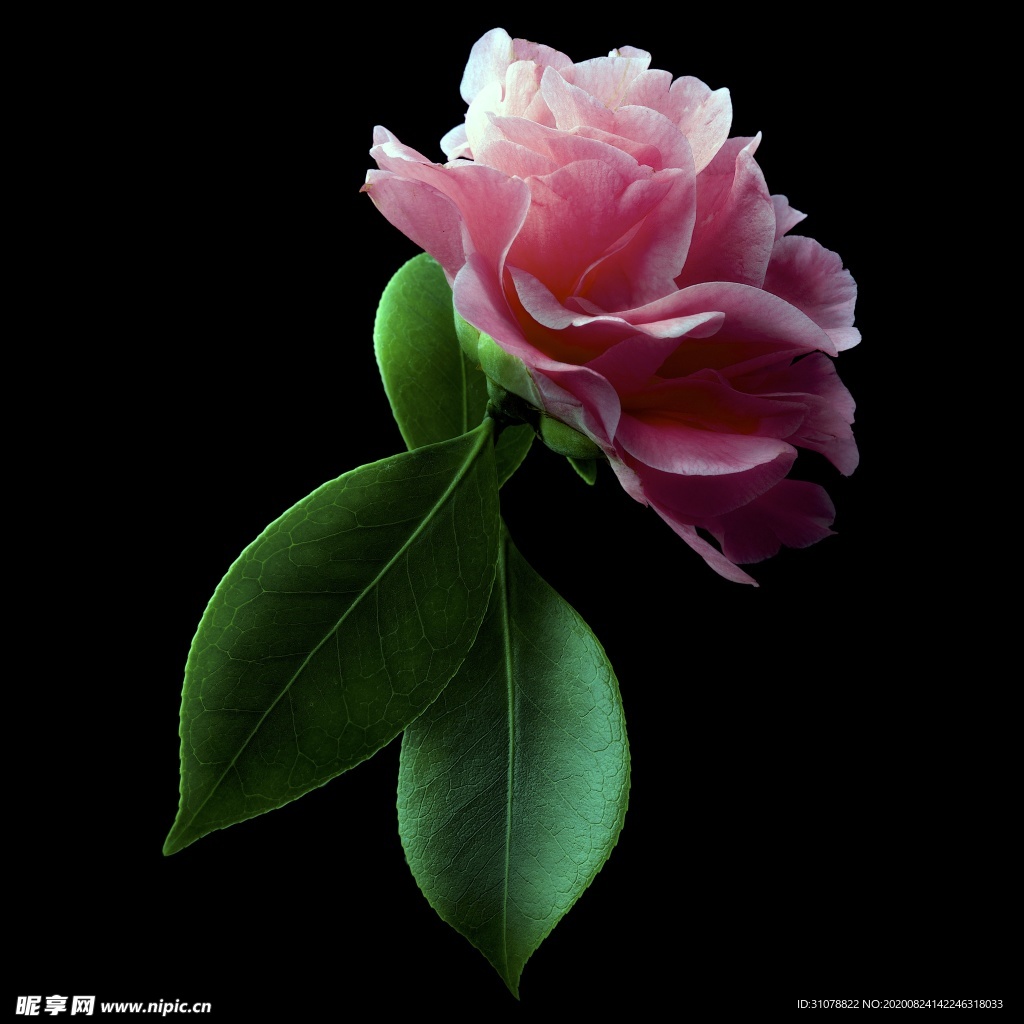 鲜花摄影图片