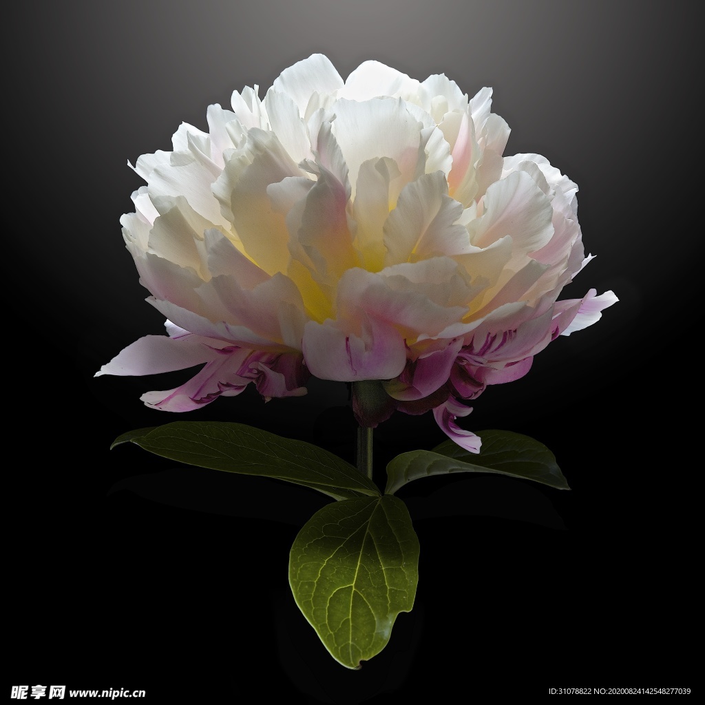 鲜花摄影图片