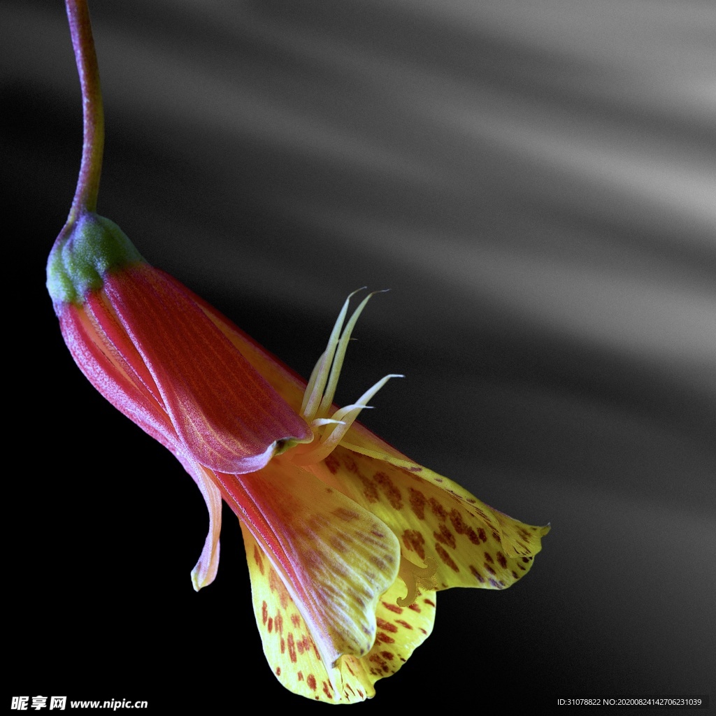 鲜花摄影图片
