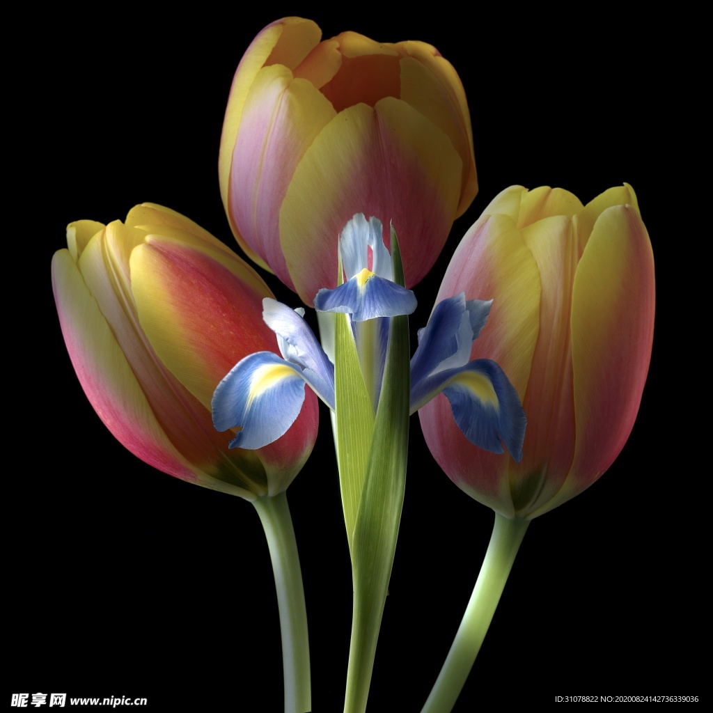 鲜花摄影图片