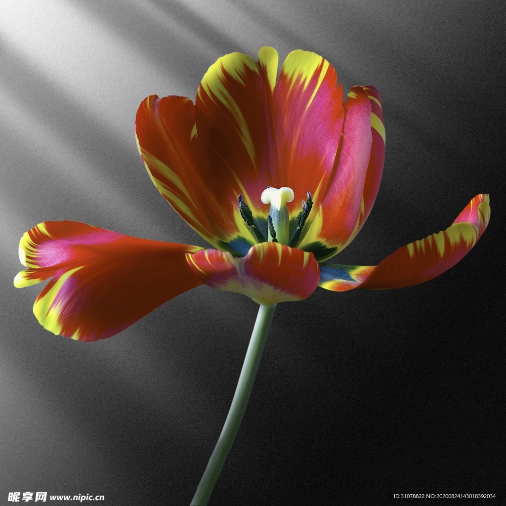 鲜花摄影图片