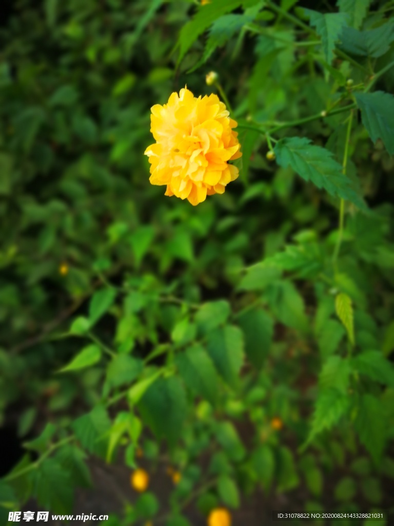 鲜花摄影图片
