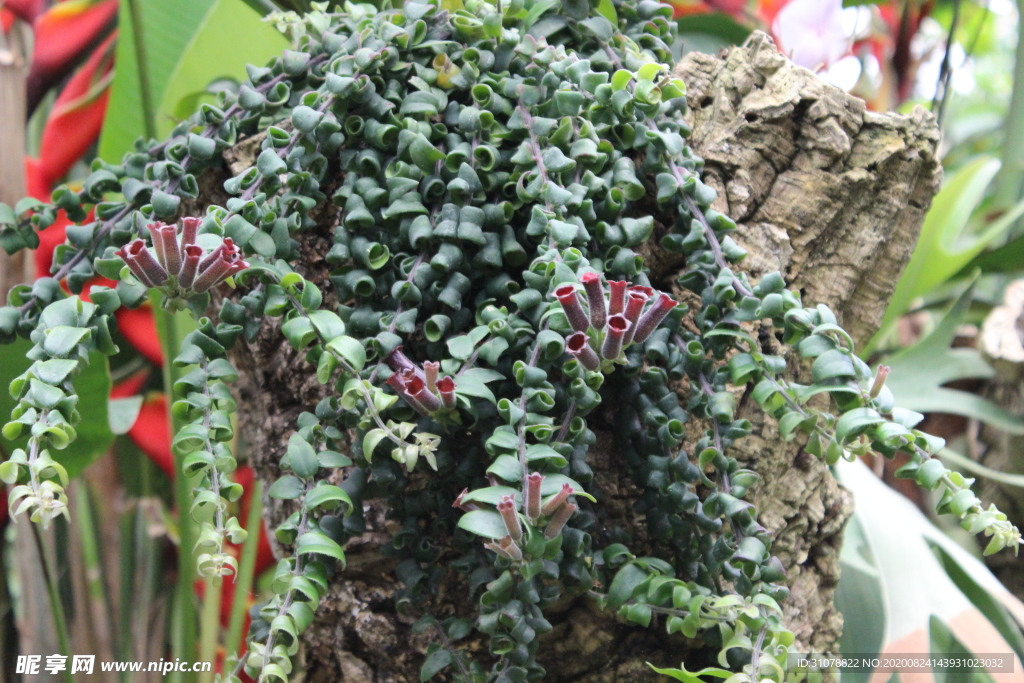 鲜花摄影图片