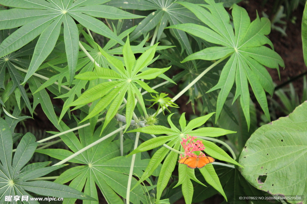 鲜花摄影图片