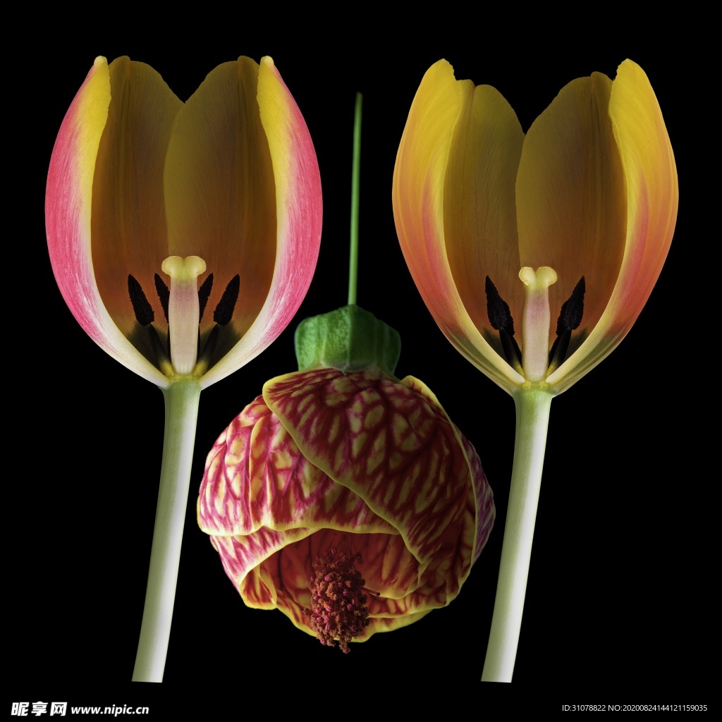 鲜花摄影图片