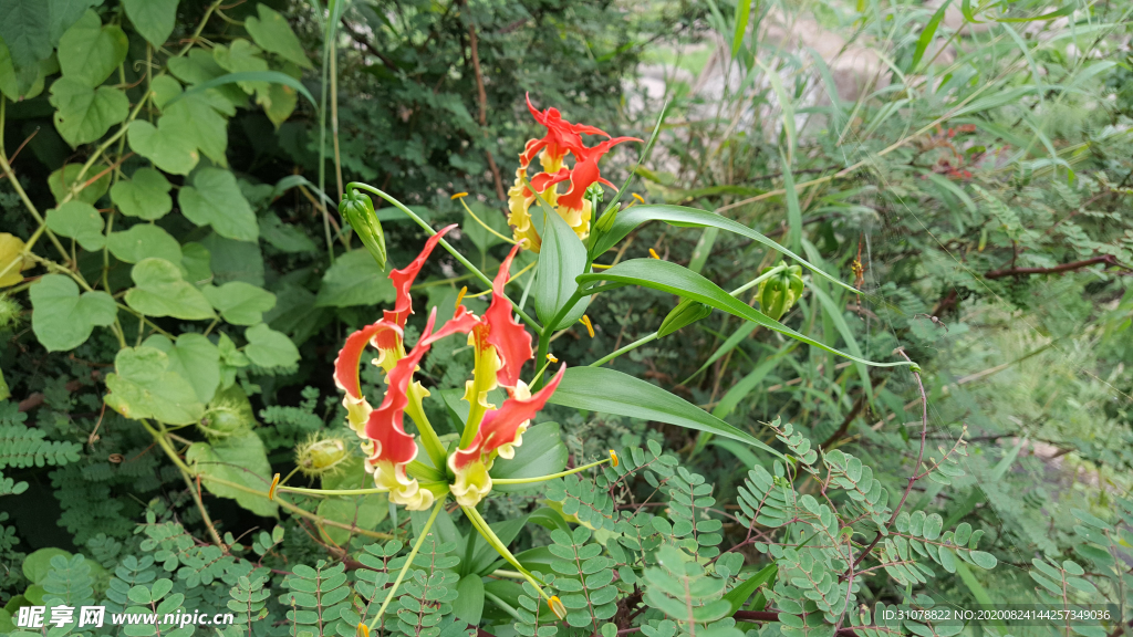 鲜花摄影图片