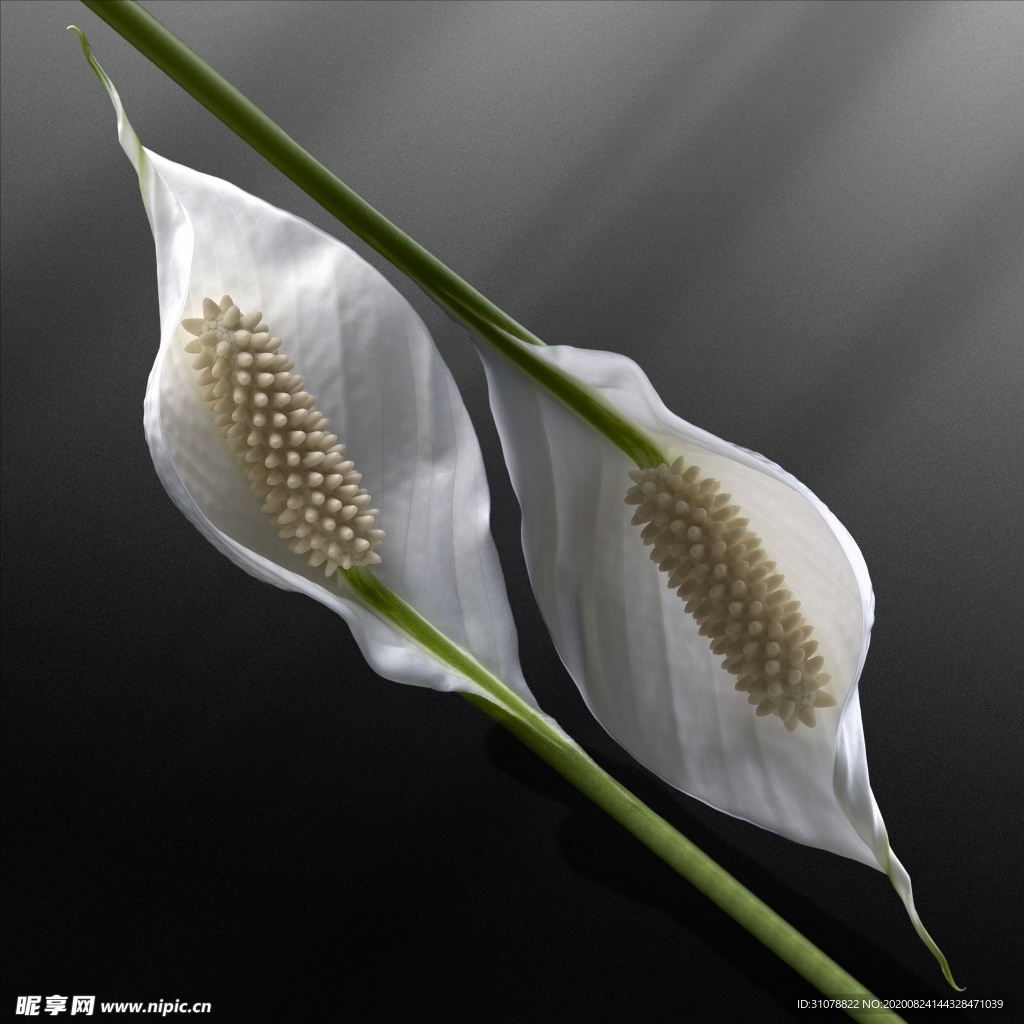鲜花摄影图片