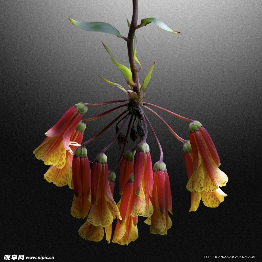 鲜花摄影图片