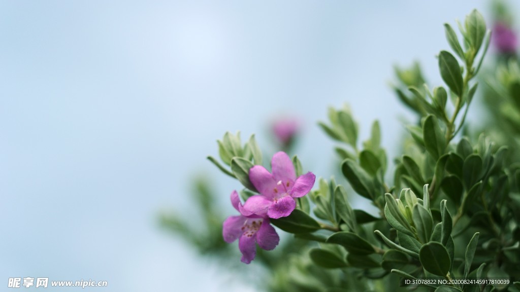 鲜花摄影图片