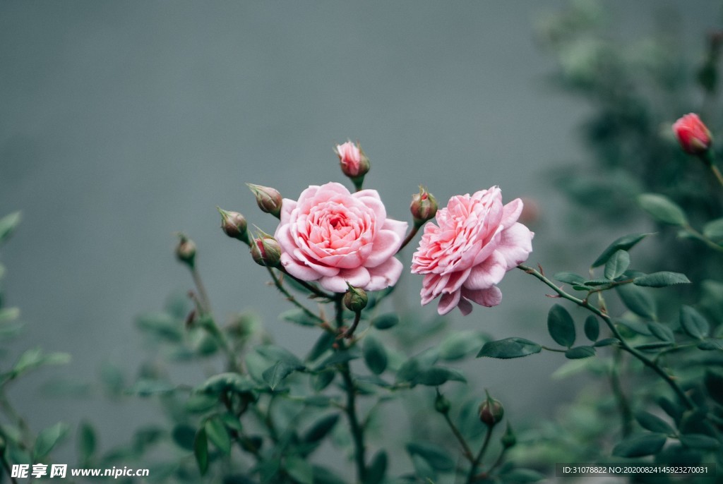 鲜花摄影图片