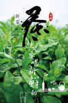 茶叶海报