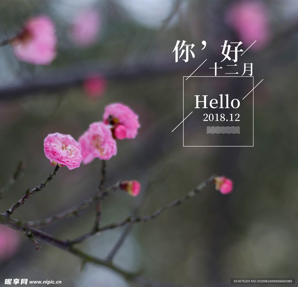你好12月