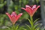 百合花