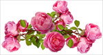 红色月季花