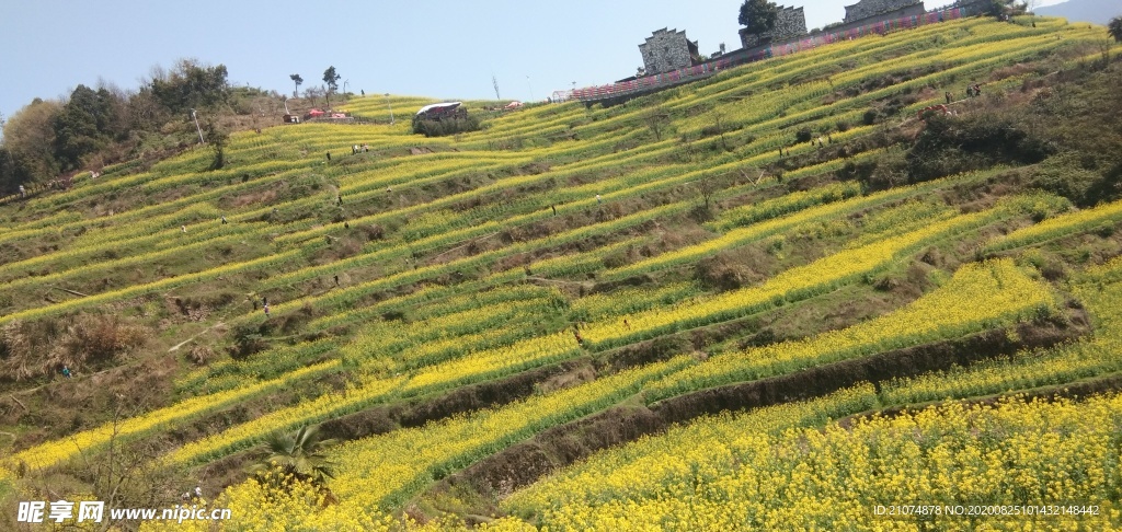 油菜花梯田