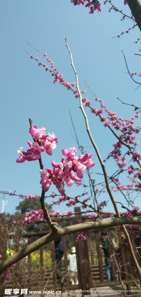 紫薇花