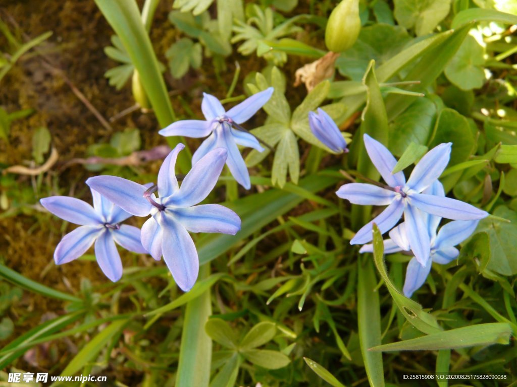 蓝星花