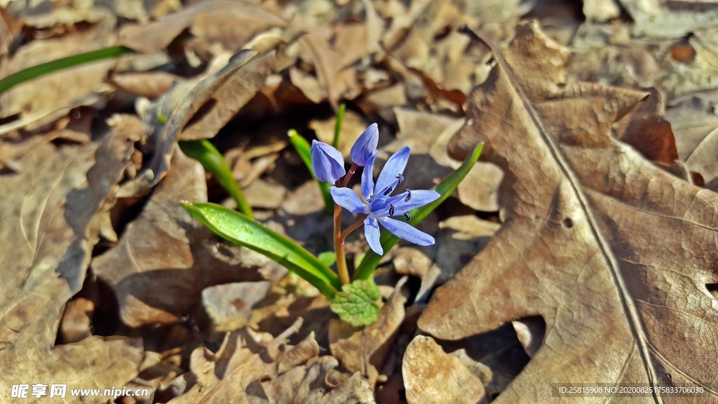 蓝星花