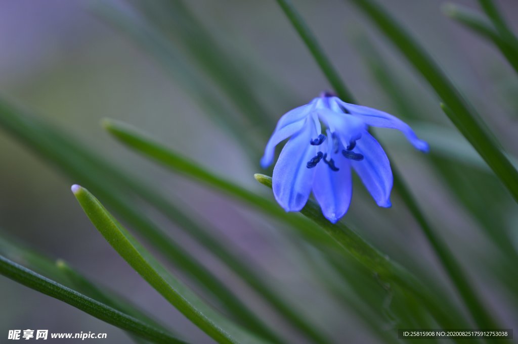 蓝星花