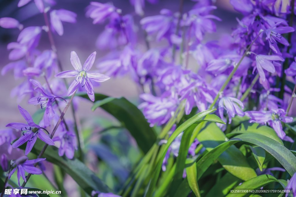 蓝星花