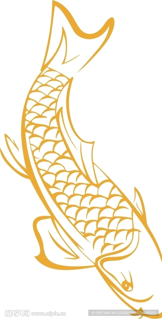 小鲤鱼