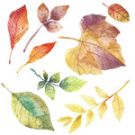 水彩创意秋天树叶