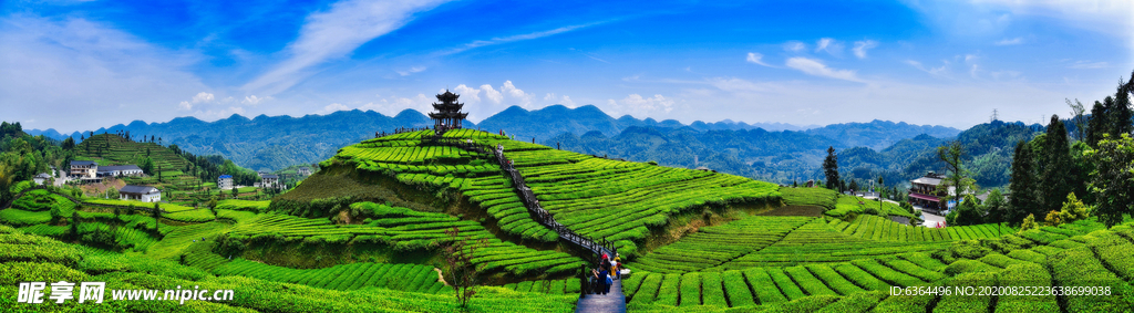 伍家台茶园