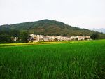 田园风光