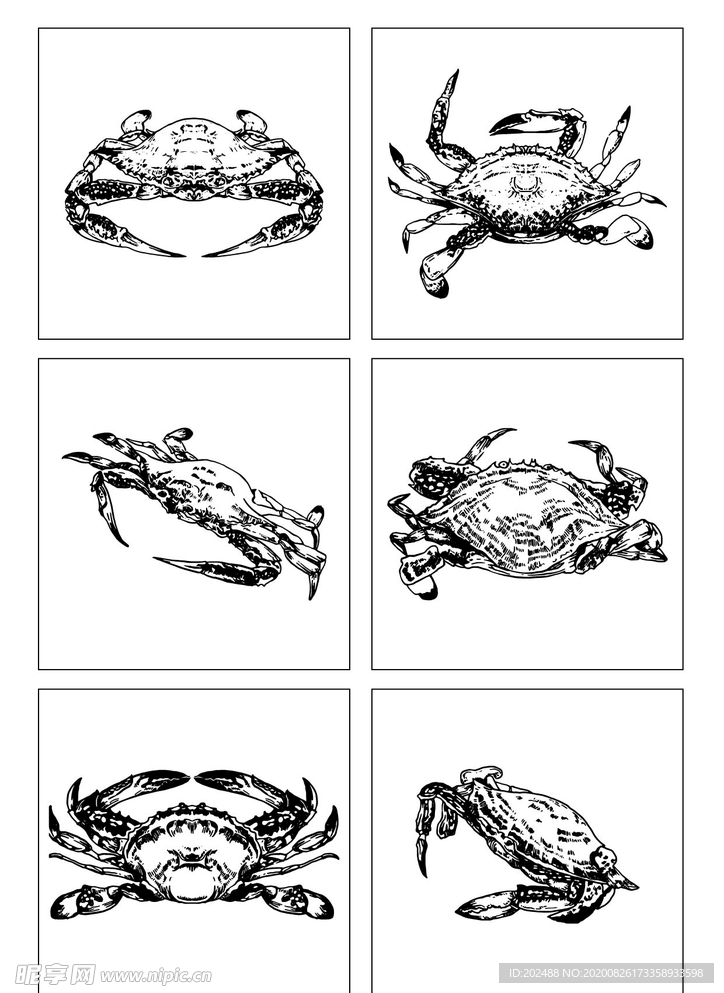 海鲜梭子蟹写实手绘线描