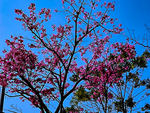 树木 鲜花