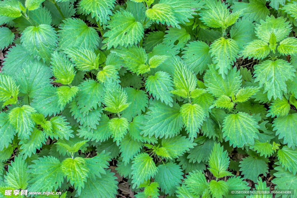荨麻