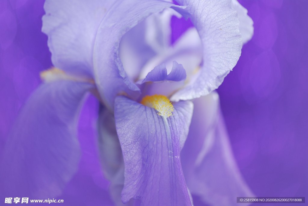 鸢尾花