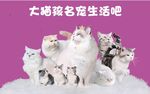 猫图片