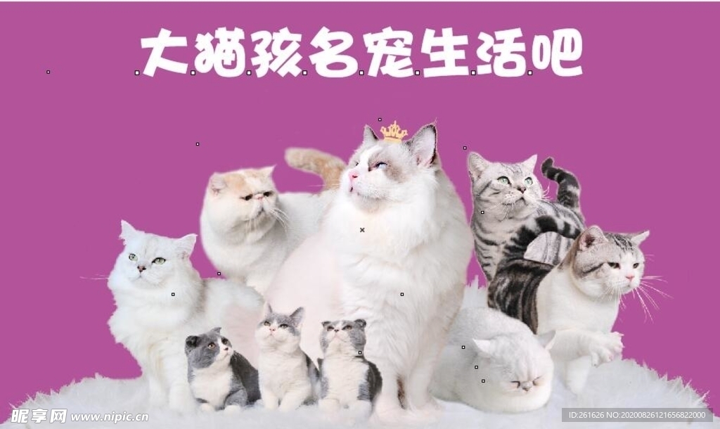 猫图片