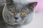 猫 英短猫