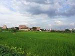 乡村稻田风景
