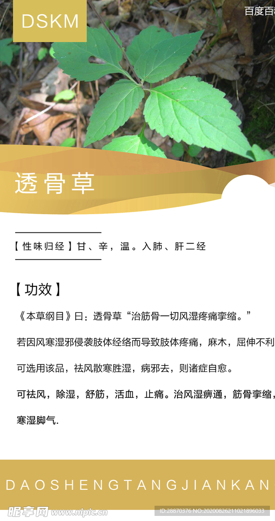 透骨草