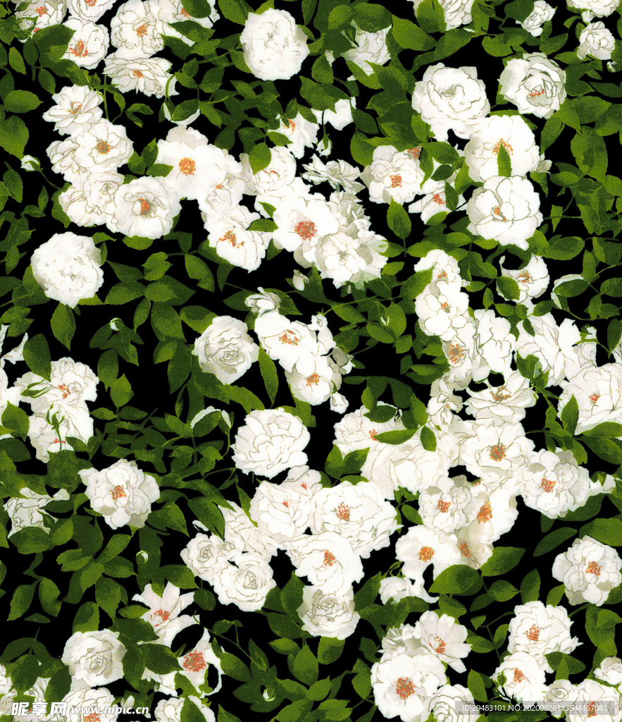 绿叶白花 白色花