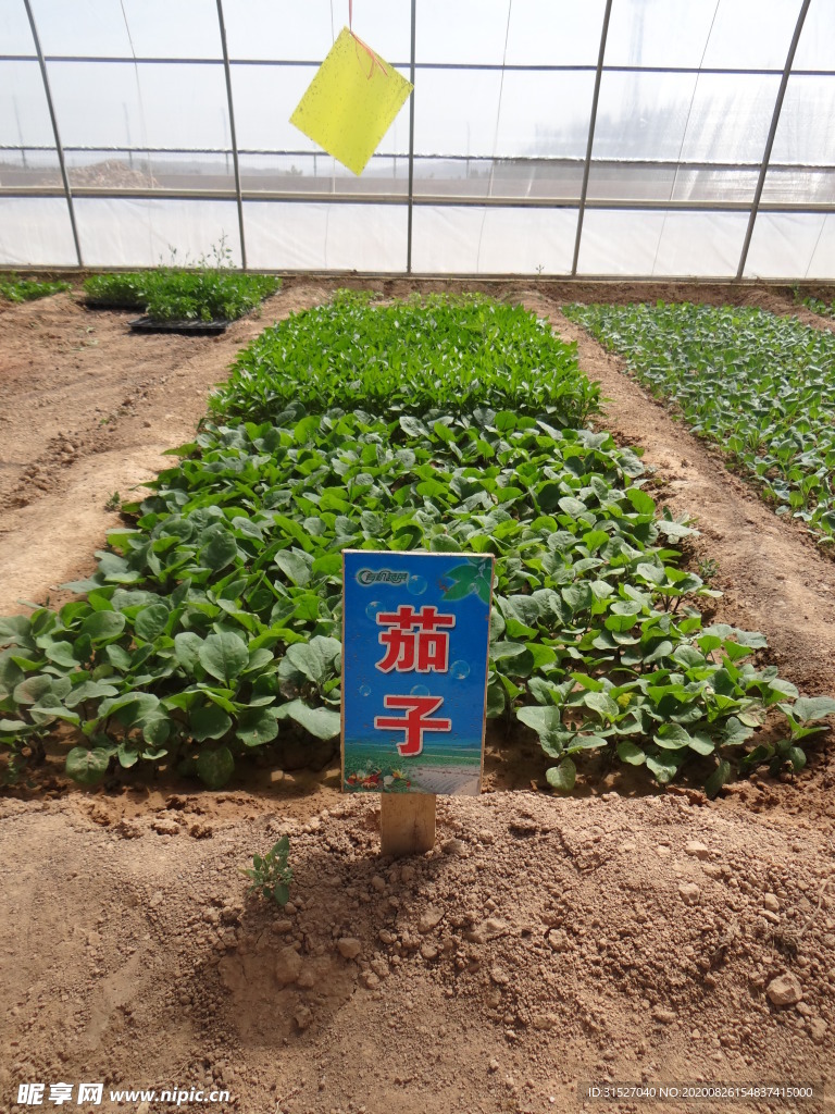 菜苗