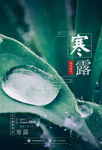 寒露海报