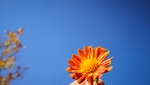 菊