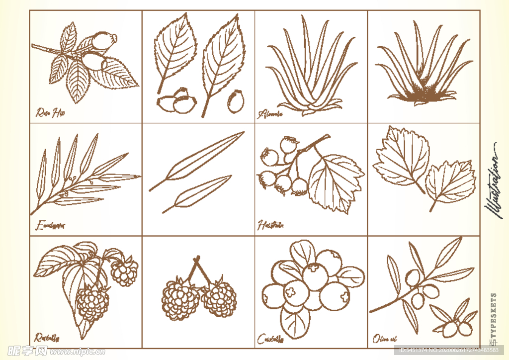 树莓芦荟线条画稿