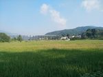 稻田