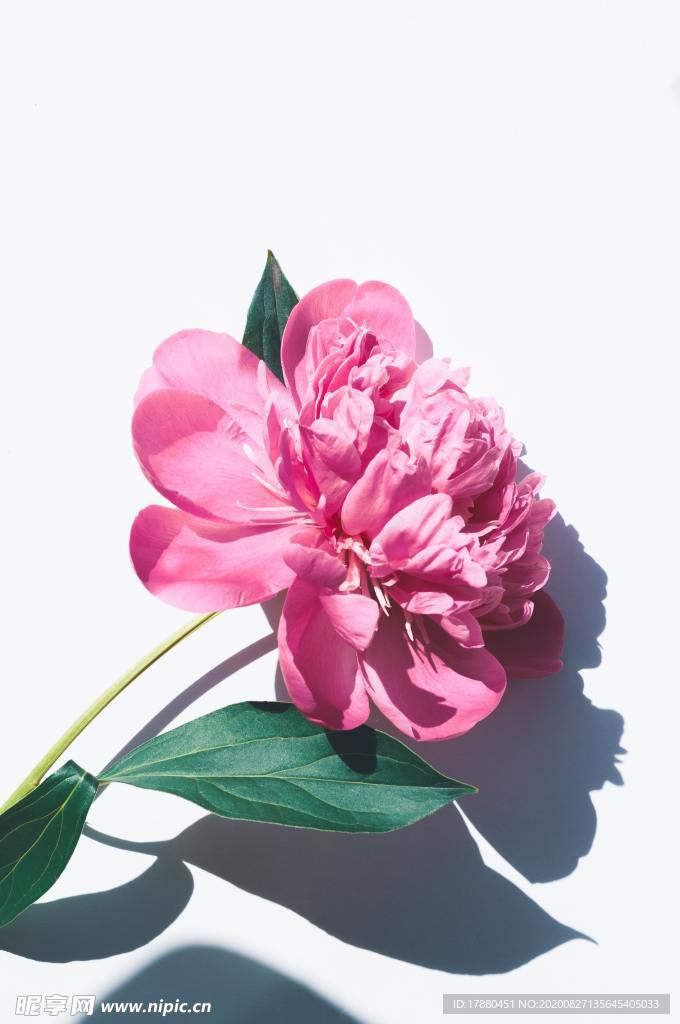 插花