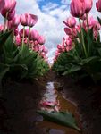 郁金香花海