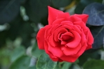 玫瑰花