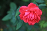 玫瑰花