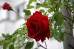 玫瑰花