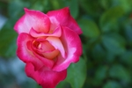 玫瑰花